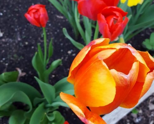 Profiles in Design 2018 - Christine Wright