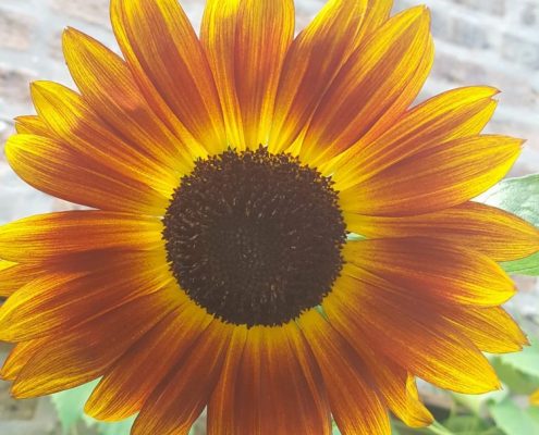 Profiles in Design 2018 - Christine Wright