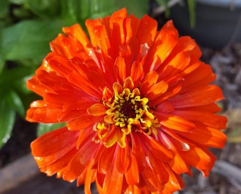 Profiles in Design 2018 - Christine Wright