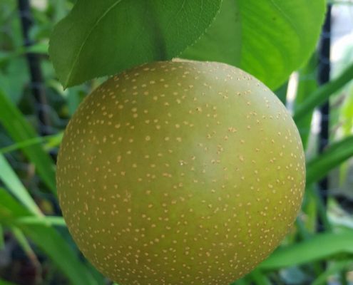 Profiles in Design 2018 - Christine Wright