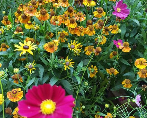 Profiles in Design 2018 - Christine Wright