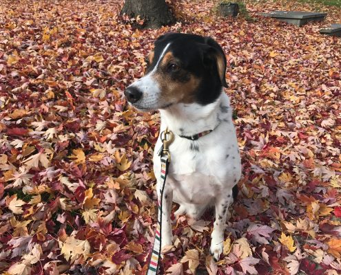 Profiles in Design 2018 - Kevin Kamien