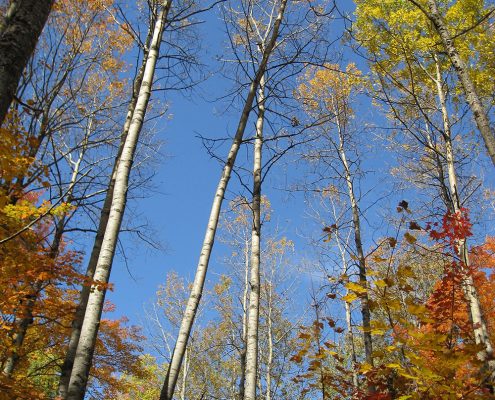 Profiles in Design 2018 - Rocco Tunzi