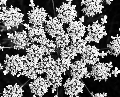 Profiles in Design 2018 - Sylvia Obiedzinski