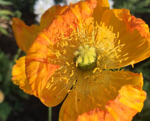 Profiles in Design 2018 - Sylvia Obiedzinski