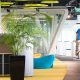 Biophilia in the Workspace
