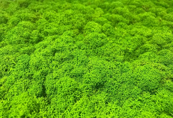 Moss in the Workplace Going Green