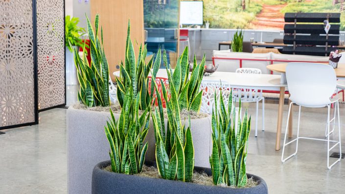 51976020294_cc3edd086e_c biophilia