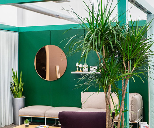 Modern Workplace Series - Benefits of Plants and Biophilic Design